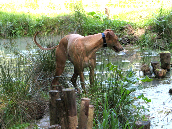 Greyhound im Teich