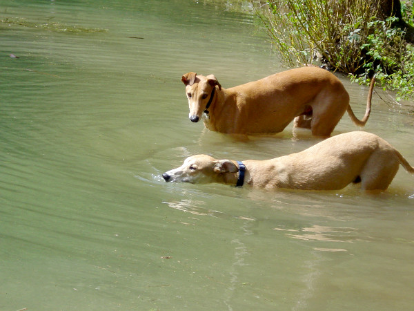 Greyhounds im Teich