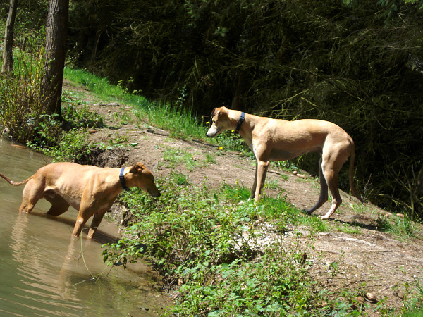 Greyhounds am Teich