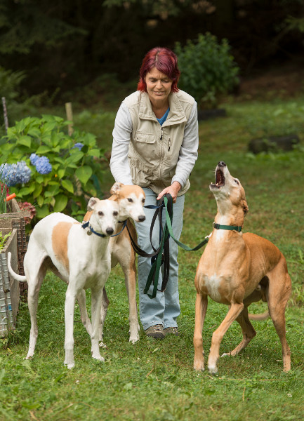 Michaela Maurer mit ihren Greyhounds Dexter, Jo Ann und Pepper